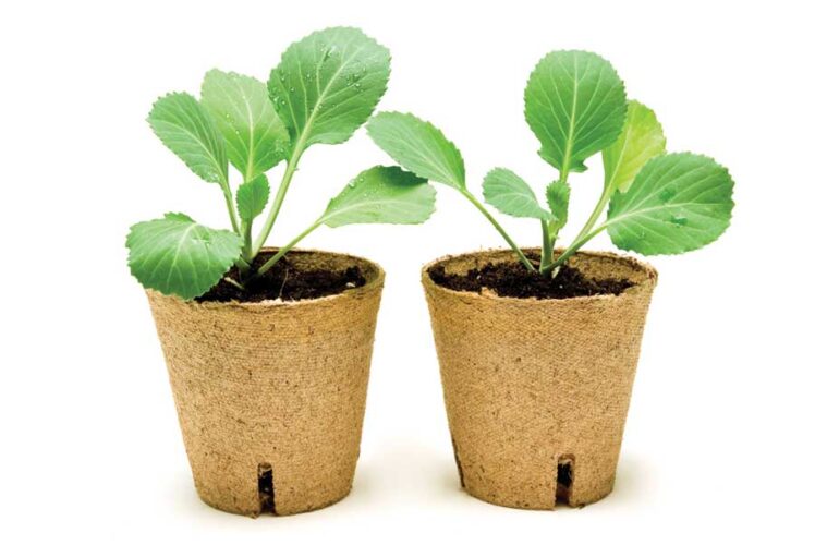 How to Transplant Seedlings